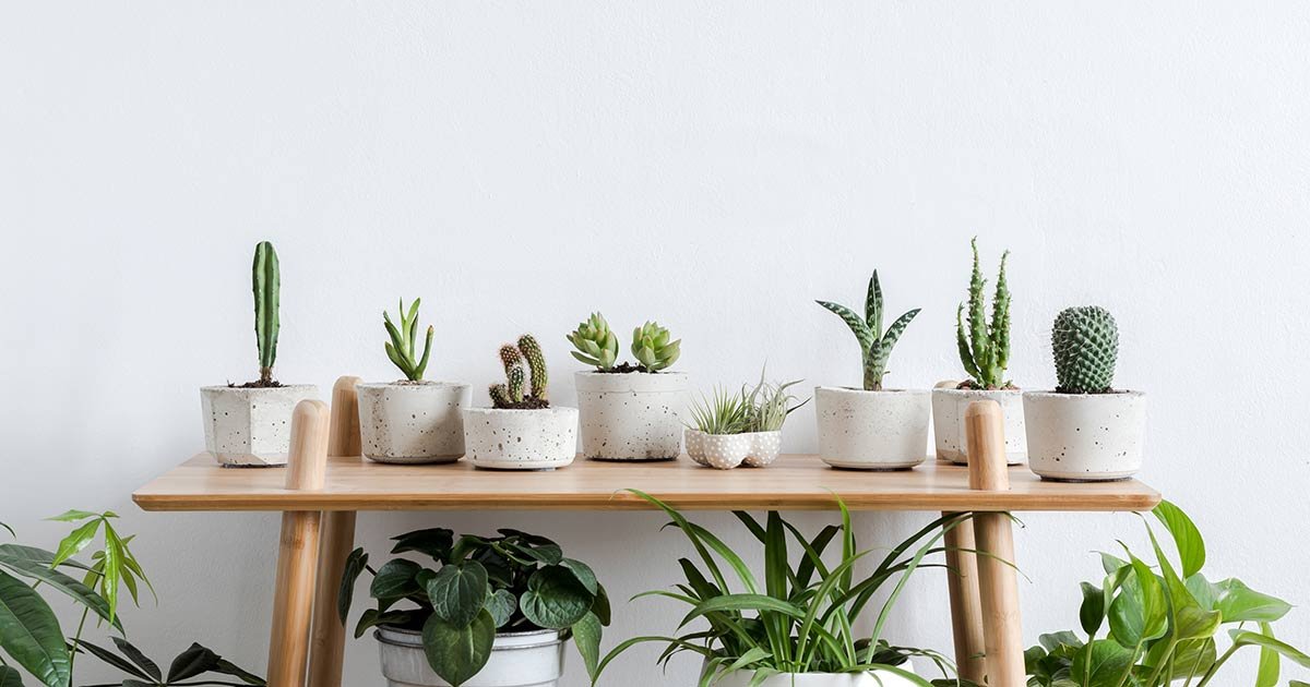 Feeding Houseplants: How And When To Fertilize Indoor Plants Like A Pro!