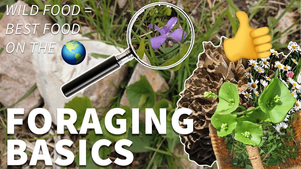 Foraging Ultimate Guide to Wild Food